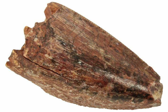 Serrated, Fossil Phytosaur (Redondasaurus) Tooth - New Mexico #219345